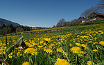 Plan de Corones - la bellezza delle Dolomiti con i suoi prati estesi