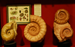Dolomythos - Il museo sul Patrimonio Naturale dell'Umanità