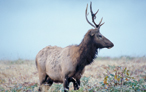 Parco zoologico Gustav Mahler a Dobbiaco in Val Pusteria