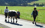 Festa della transumanza a Maranza in Val Pusteria