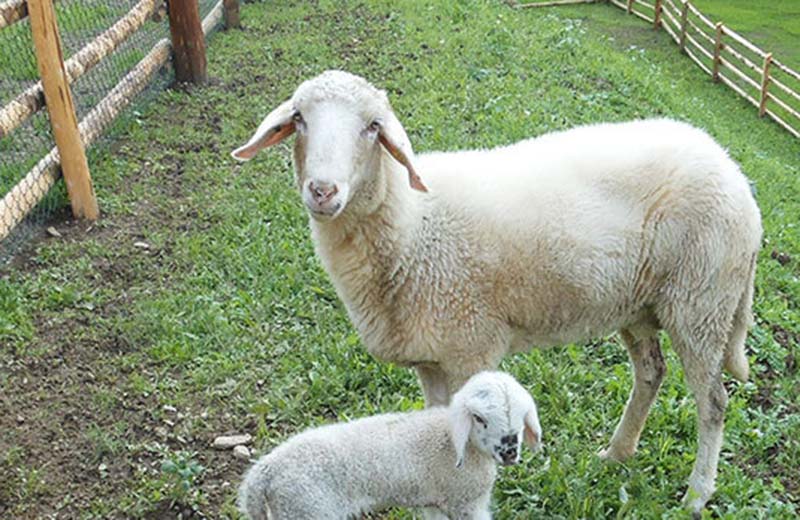 Erlebnisbauernhof Reierhof