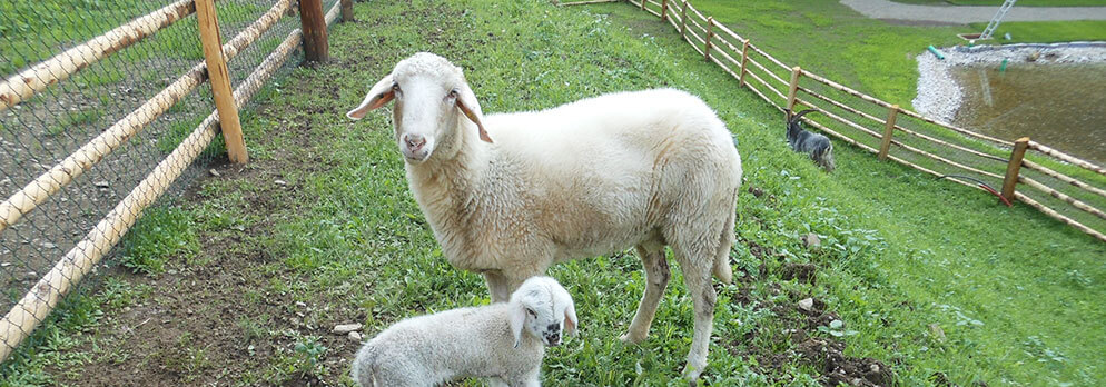 Schaubauernhof Reierhof