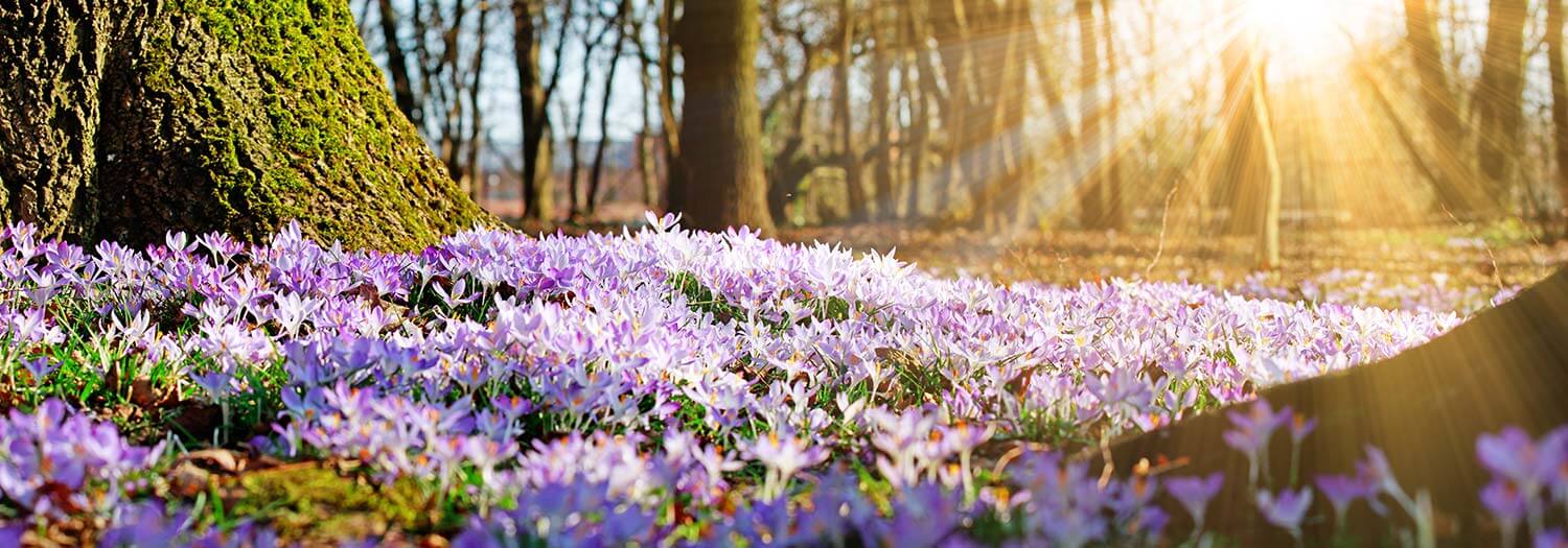 Frühling im Pustertal