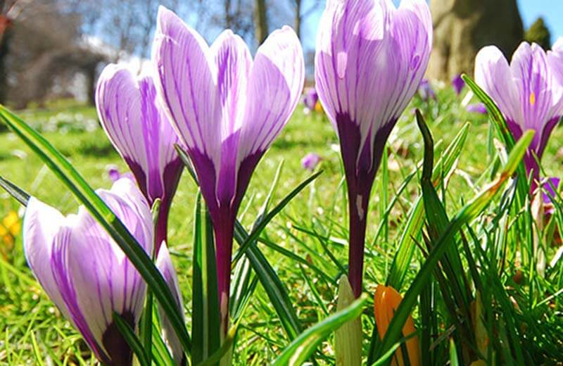 Naturlehrpfad Tristacher See