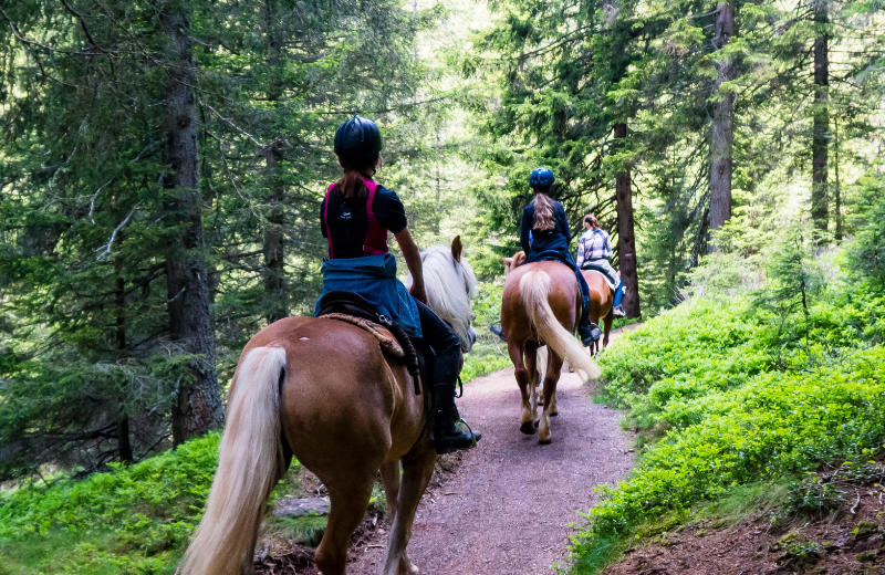 Reiten & Pferdetrekking