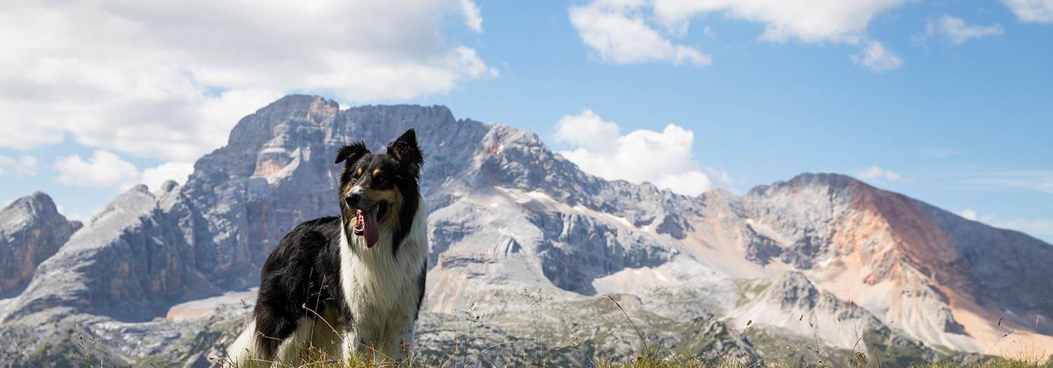 Ferienwohnungen für Urlaub mit Hund