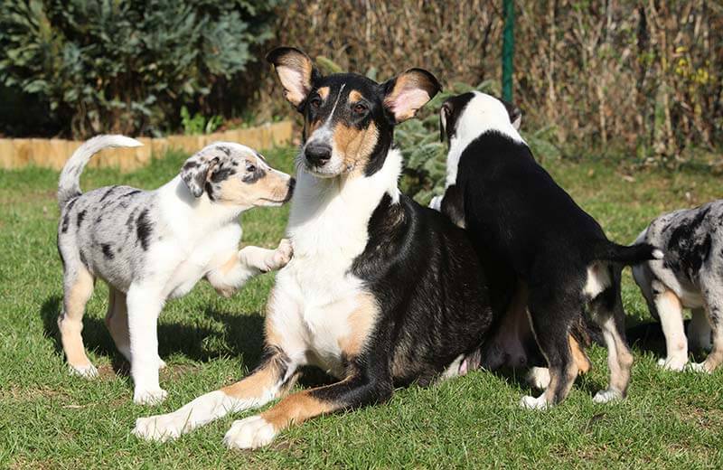 Tier- und Hundepension