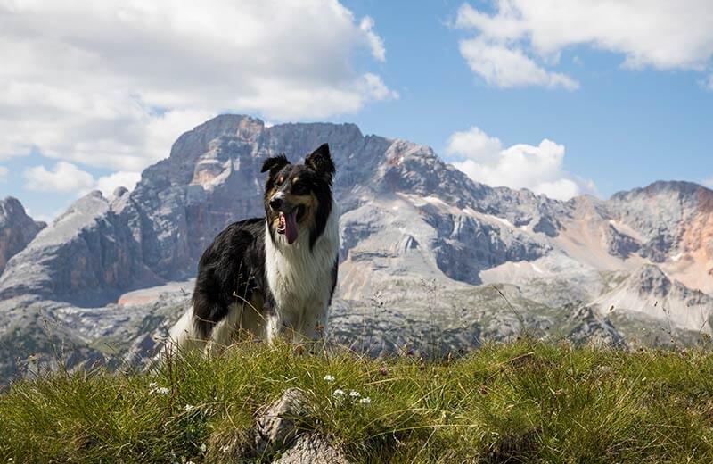 Appartamenti con animali ammessi