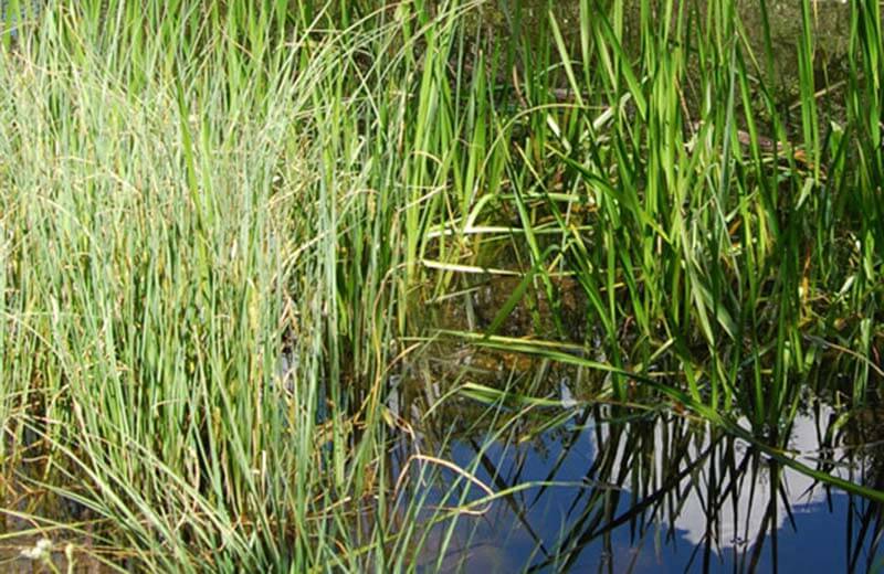 Biotopo Rasner Möser