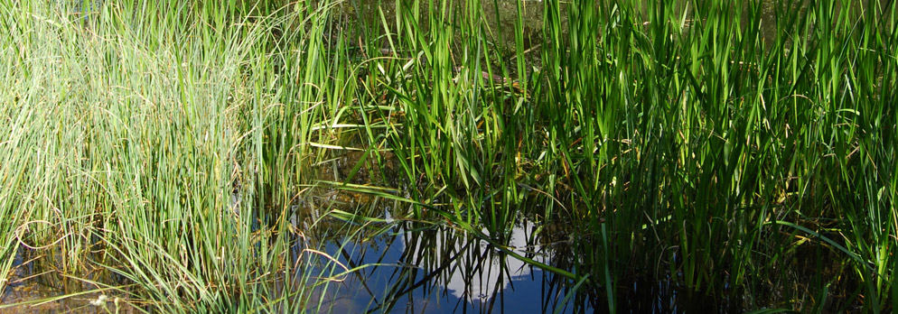 Biotopo Rasner Möser nella regione vacanza Plan de Corones
