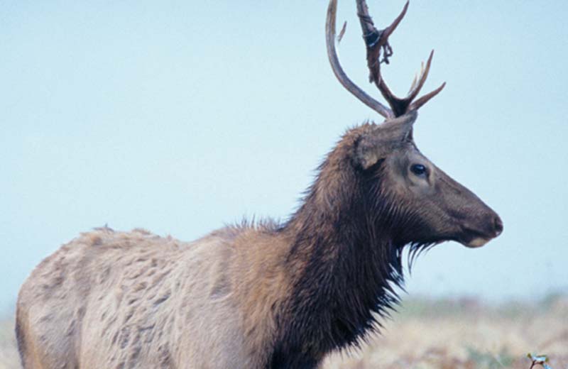 Parco fauna di Dobbiaco