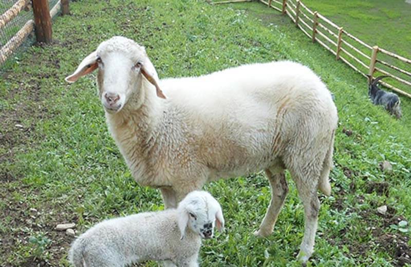 Agriturismo didattico