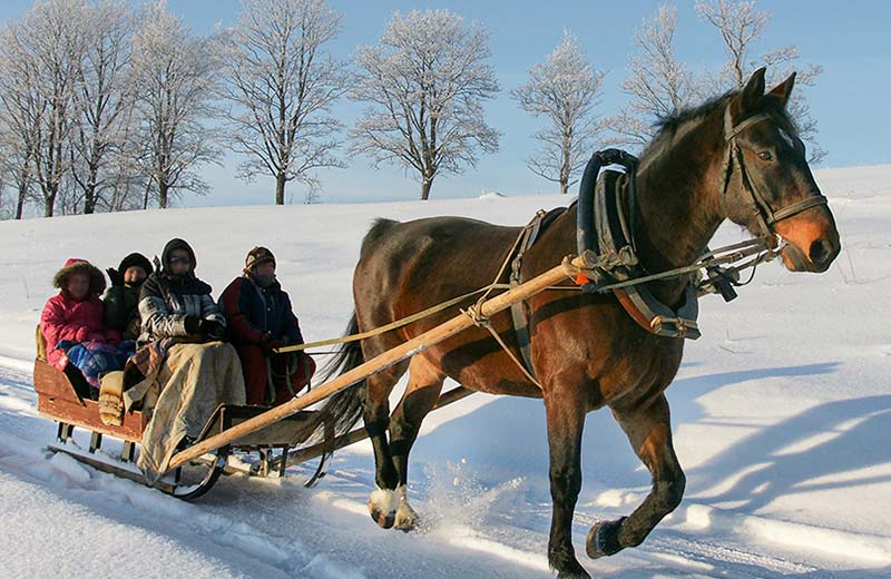 Gite in slitta trainata da cavalli