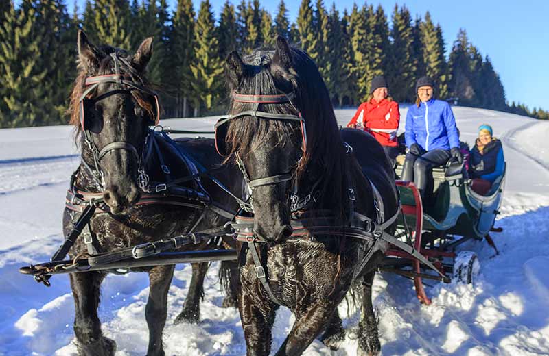 Gita in slitta trainata da cavalli